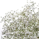 Baby's Breath Flower Seeds, "COOL BEANS N sprouts" Brand. Home Gardening.