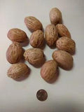 Amra Pods, natural botanical for crafting, potpourri, bowl fillers