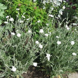 White Rose Campion {Lychnis coronaria alba} Heirloom | Cutting Favorite | Albino var | 50+ Pre-Stratified seeds New!