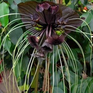 BLACK BAT FLOWER ??C Tacca chantrieri X 25 seeds