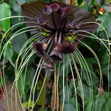 BLACK BAT FLOWER ??C Tacca chantrieri X 25 seeds