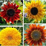 Short Blend Sunflower Mix - 35/70/140 Seeds - Helianthus annuus - Open-Pollinated, Non-Hybrid & Non-GMO - Canada Flower Seeds