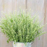 Persian Cress Organic Flower | X 50 Seeds Flower Delivery