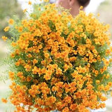 Tangerine Gem Marigold Seeds Tagetes tenuifolia fragrant orange cut flower edible long lasting blooms companion from Dizzy Bees Urban