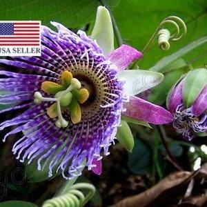 Passiflora ligularis 40 Seeds Sweet Passion Fruit - Sweet Granadilla Maracuja