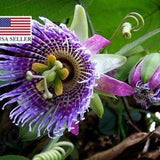 Passiflora ligularis 40 Seeds Sweet Passion Fruit - Sweet Granadilla Maracuja