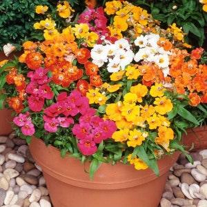 Cape Jewels Pouch Nemesia Flowers Blend 0.3g / 500 Seeds - Nemesia Strumosa GMO FREE