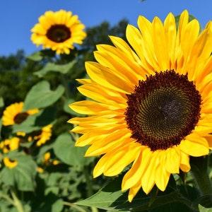 50 Seeds- Peredovic sunflower seeds - Organic Heirloom-PV655
