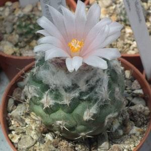 Turbinicarpus Lophophoroides Cactus Seeds