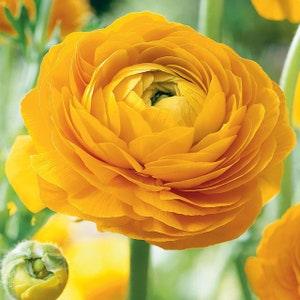 Ranunculus Yellow corms (Renoncule asiaticus) Tomer dwarf ranunculus perfect for pots, perennial flowers, potted flowers, easy to grow
