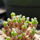 Bunny Ears (Monilaria moniliformis) 20+ Succulent Seeds