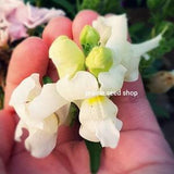 Buttered Popcorn White & Yellow Snapdragon Flower Seeds Canada, Canadian Annual Muflier Seed Packets Container Garden Snaps, Sun Loving