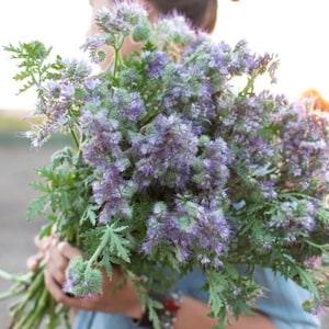 Fragrant Bees Friend 300 Seeds Phacelia tanacetifolia Purple Tansy cut flower bouquet Dizzy Bees Urban Garden *combined shipping*