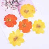 6PCS real Pressed dry  Cosmos sulphureus flower for art candle craft FCD34