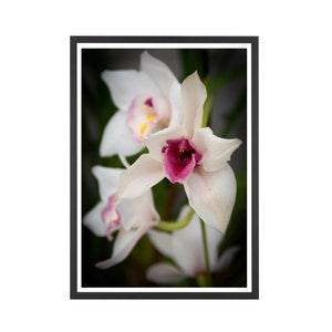Botanical Photograph Print, Orchid Print, Floral Photography, Up-close Pink and White Orchid, Flower Wall Art, Home Wall Photograph