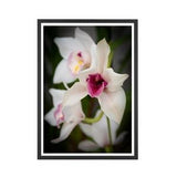 Botanical Photograph Print, Orchid Print, Floral Photography, Up-close Pink and White Orchid, Flower Wall Art, Home Wall Photograph