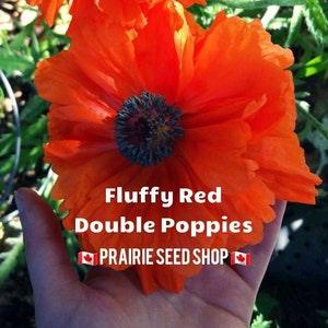 50+ Double Poppy Seeds Canada, Hardy Annual, Vigorously Self-Seeds, Mixed Color Poppies, Flanders Field Poppy, Wild Flower Garden Seed +Gift
