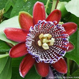 10 seeds of PASSIFLORA ALATA - tropical plant - flower seeds - high germinability - seeds