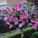 Beautiful Hibiscus Syriacus Flower Mix 30 Seeds