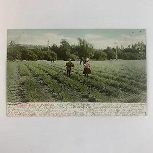 Postcard California Agriculture Carnation Flower Field 1905 Posted Los Angeles