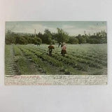 Postcard California Agriculture Carnation Flower Field 1905 Posted Los Angeles
