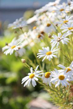9 Must-Have Flowers That Bloom All Year in California Flower Delivery