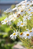 9 Must-Have Flowers That Bloom All Year in California Flower Delivery
