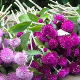 50+ Gomphrena Color Blend Flower Seeds- GOMPHRENA GOBOSA- Perfect cut Globe Amaranth Annual Flower----B147