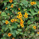 Black Eyed Susan Vine Flowers 0.5g - 20 Seeds - Thunbergia Alata NON GMO