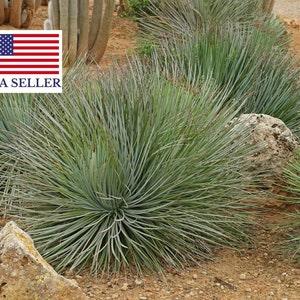 Agave striata subsp. striata ?C Espadin - Hardy Spiney Succulent - 10 Fresh Seeds