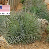 Agave striata subsp. striata ?C Espadin - Hardy Spiney Succulent - 10 Fresh Seeds