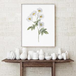 Cherokee Rose Art Print, Flower Painting, Minimalist Drawing, Botanical Print, Watercolor Floral Art, Rustic Farmhouse Decor, White Flowers