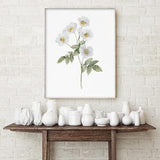 Cherokee Rose Art Print, Flower Painting, Minimalist Drawing, Botanical Print, Watercolor Floral Art, Rustic Farmhouse Decor, White Flowers
