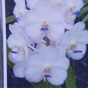 Orchid Vanda Viboon Velvet Tropical Hanging Plant