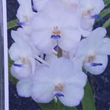 Orchid Vanda Viboon Velvet Tropical Hanging Plant