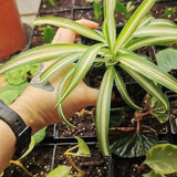 Plante araign¡§? Chlorophtum Comosum Plante araign¡§?e