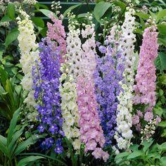 Larkspur Seeds - Standard Mix | Flower Seeds in Packets & Bulk | Eden Brothers Flower Delivery