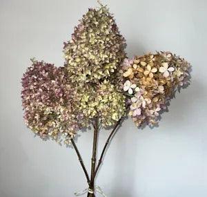 3 Huge Dried Organic Hydrangea 6"- 10" Flower-Heads * Sent As Pictured*