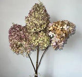 3 Huge Dried Organic Hydrangea 6"- 10" Flower-Heads * Sent As Pictured*