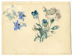 Flower studies: Clover-Carnation-Gerard van SPAENDONCK-c.1815