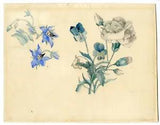 Flower studies: Clover-Carnation-Gerard van SPAENDONCK-c.1815