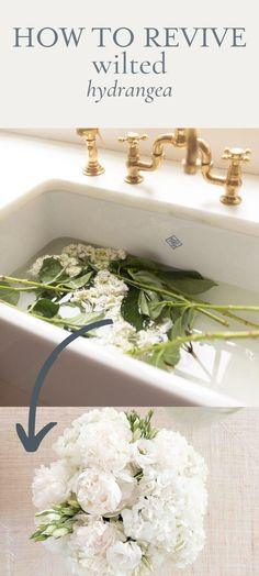 How to Revive Wilted Hydrangea Flower Delivery