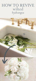 How to Revive Wilted Hydrangea Flower Delivery