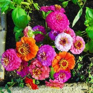 zinnia dwarf mini flower mix seeds-25 seeds - code 426