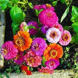 zinnia dwarf mini flower mix seeds-25 seeds - code 426