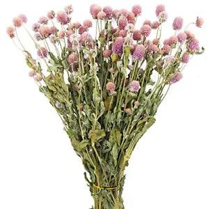 Dried Flower Pink Globe Amaranth Natural Dried Rose Flowers Bundles Flowers