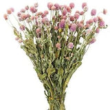 Dried Flower Pink Globe Amaranth Natural Dried Rose Flowers Bundles Flowers