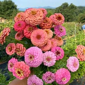 40+ Beautiful cottage seeds Giant ZINNIAS mix - annual