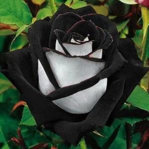 50Pcs Rare Seeds| Black heart white rose flower seeds.(#0118)