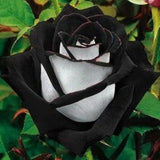 50Pcs Rare Seeds| Black heart white rose flower seeds.(#0118)